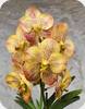 V. Prapathom Gold x Thai Spot